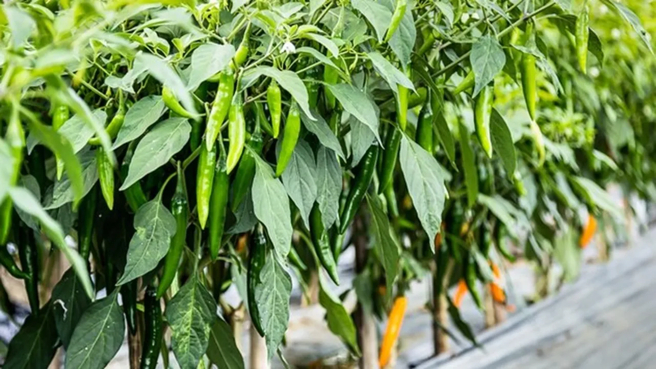 Grow Green Chilli FI