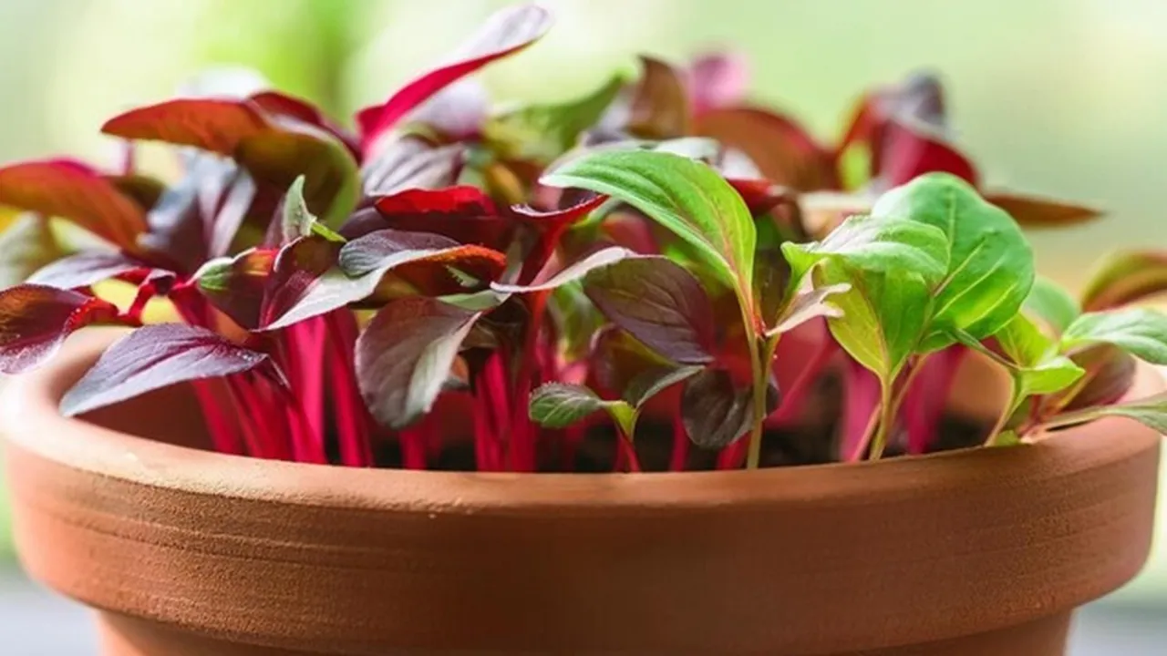Red Spinach Plants FI
