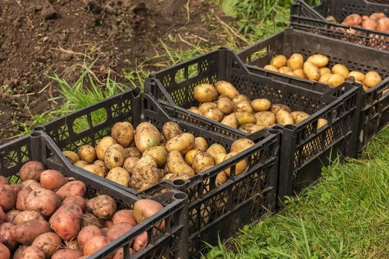 Store Potato 5