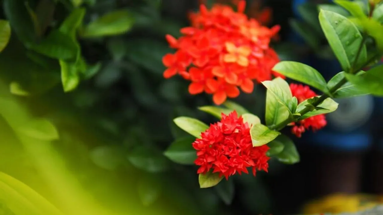 chingam ashwathy