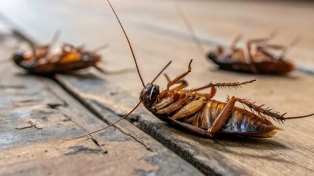 Prevent Cockroaches From Kitchen FI