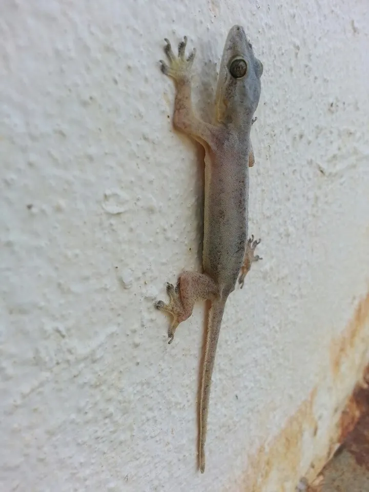 Tips To Get Rid Of Lizards 1