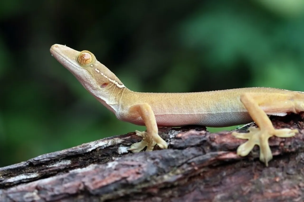 Tips To Get Rid Of Lizards 2