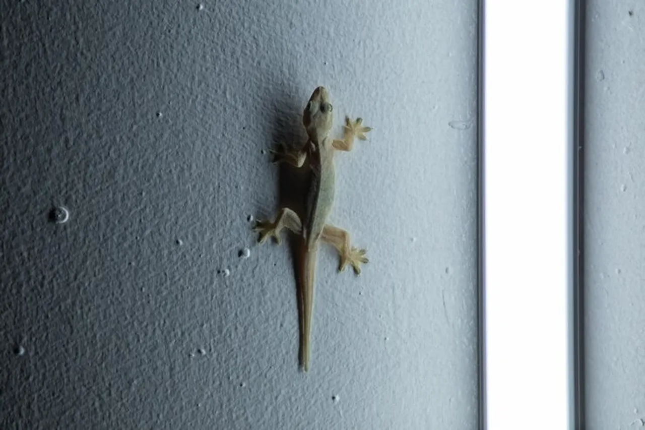 Tips To Get Rid Of Lizards 3
