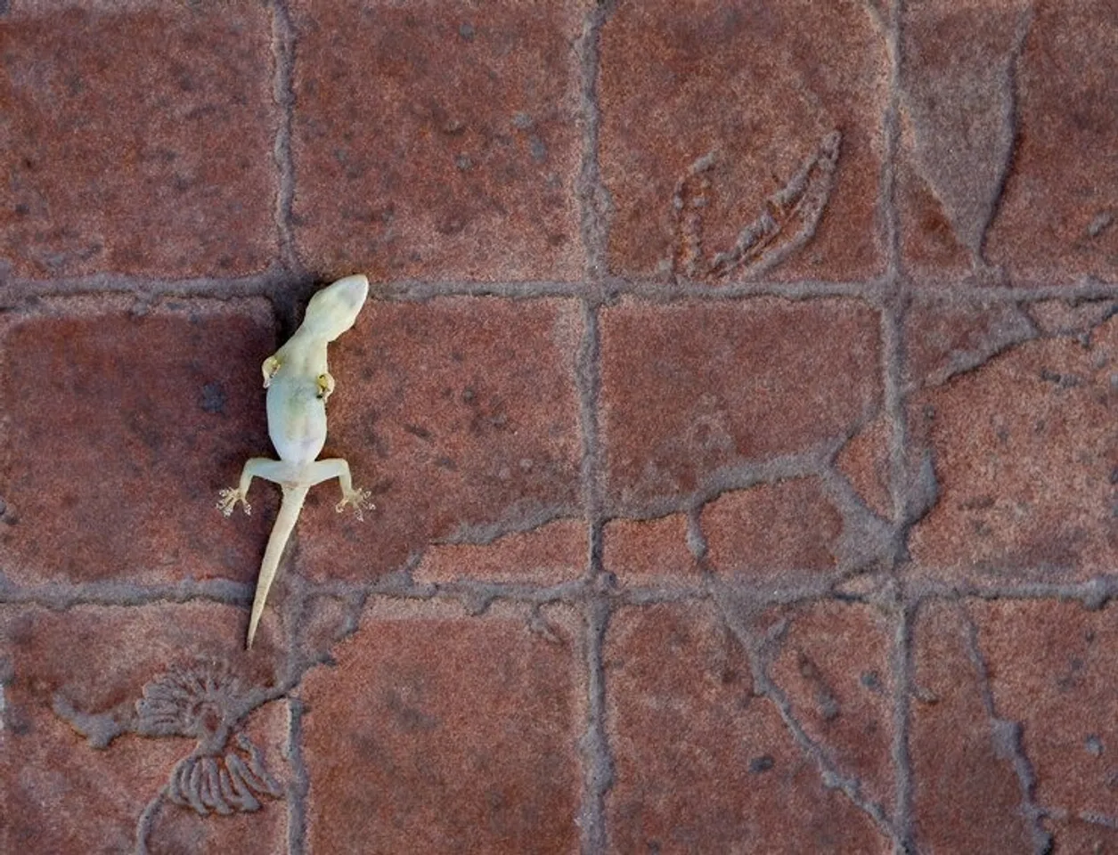 Tips To Get Rid Of Lizards 4