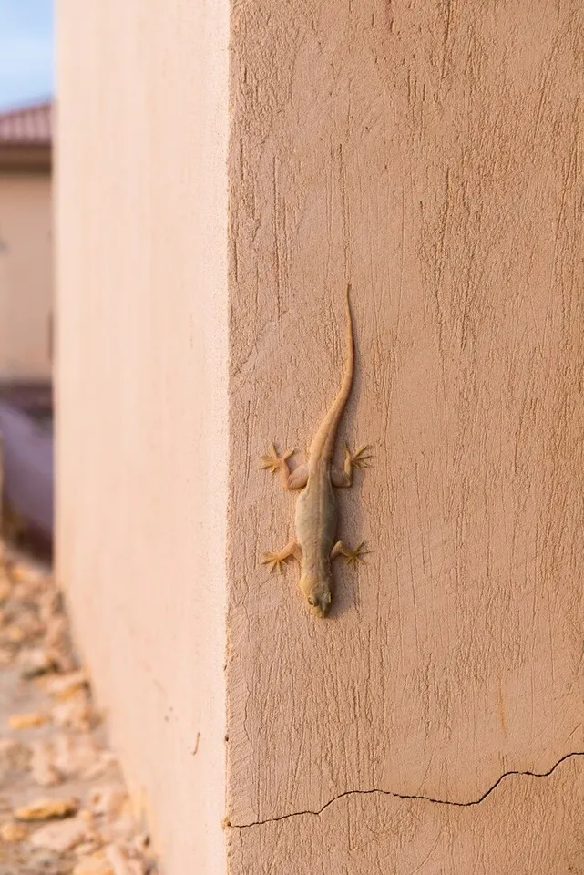 Tips To Get Rid Of Lizards 5