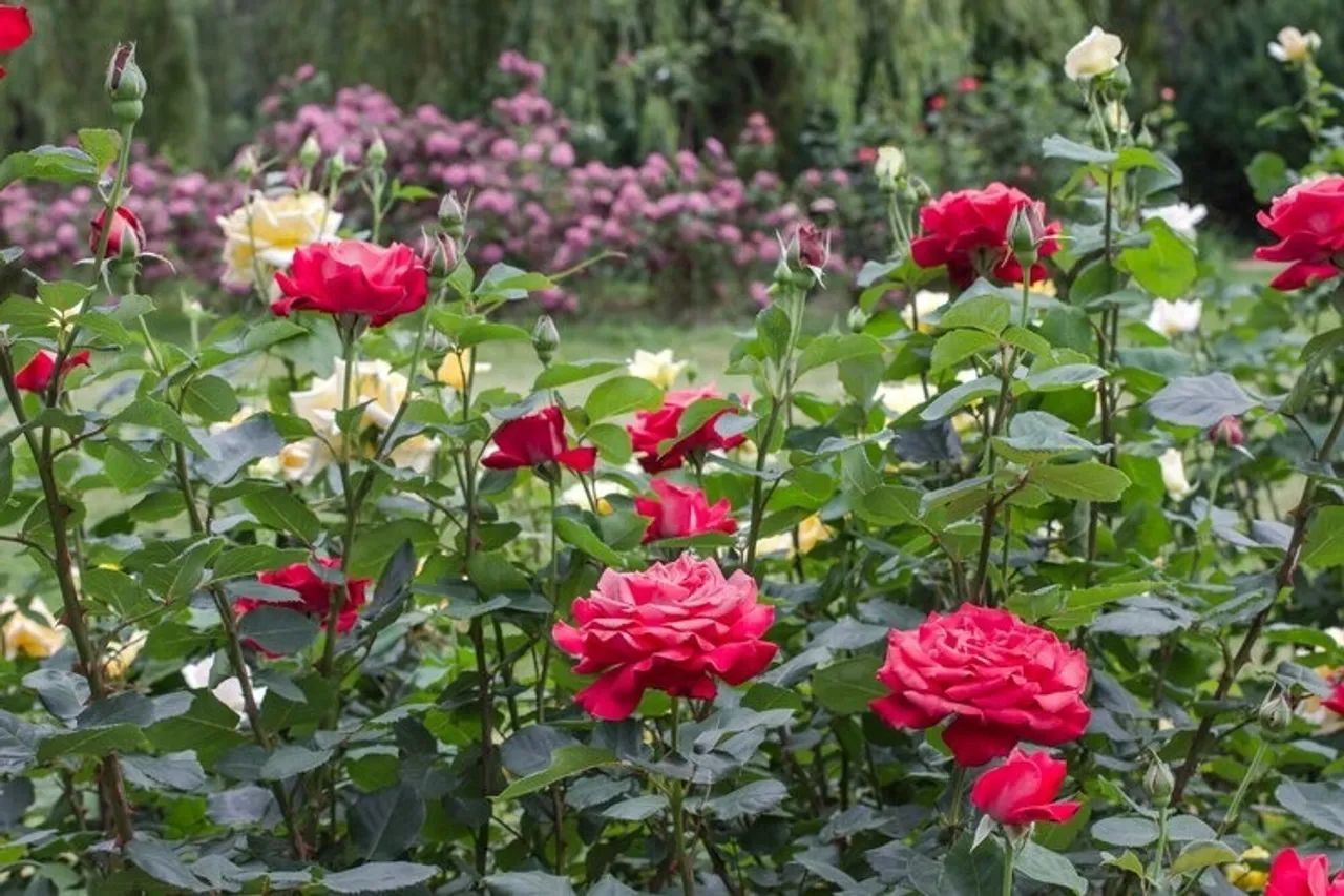 Grow Rose Plant At Home 2