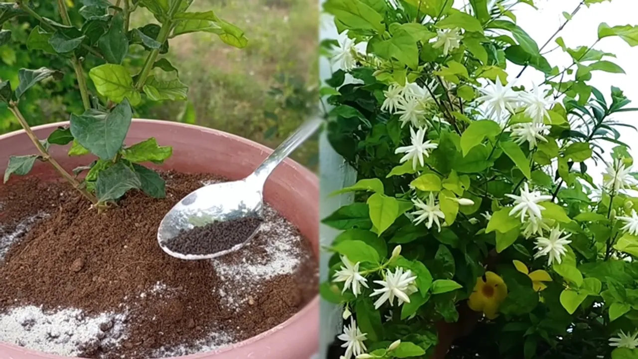 Jasmine Fertiliser FI
