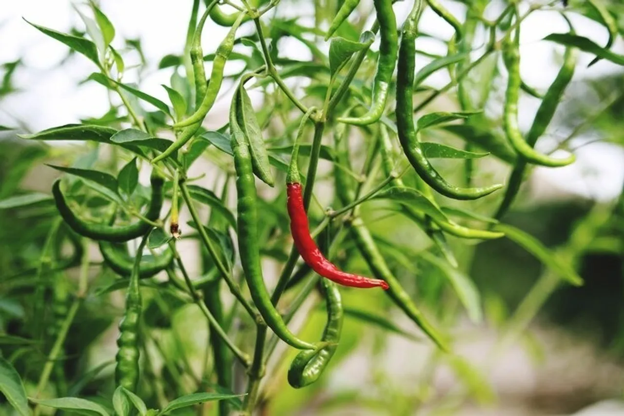 Fertilizer For Green Chilli 2