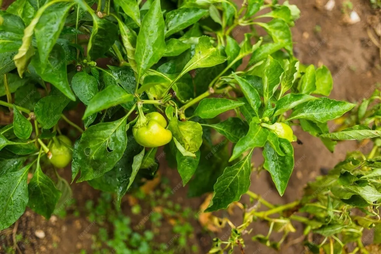 Fertilizer For Green Chilli 4