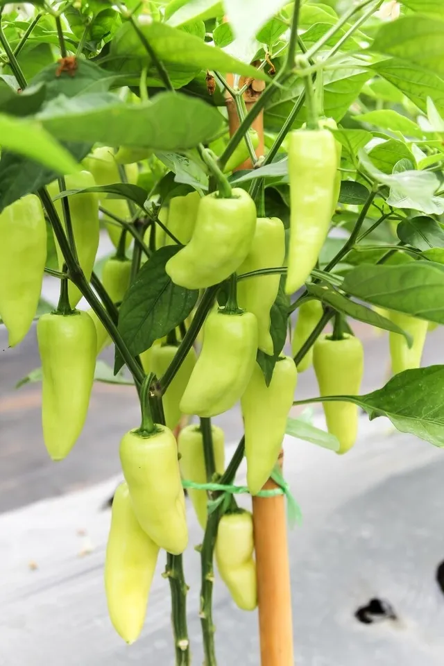Fertilizer For Green Chilli 5