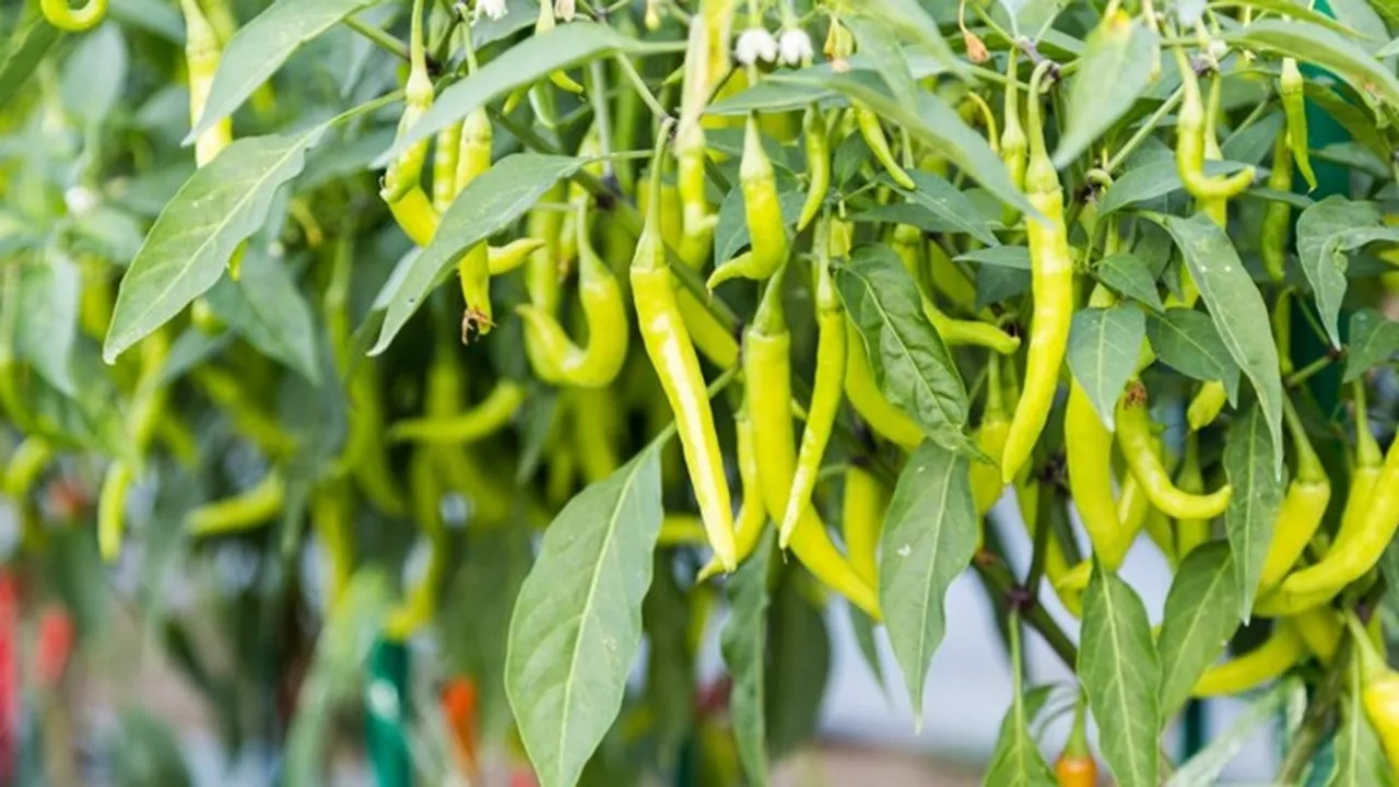 Fertilizer For Green Chilli FI