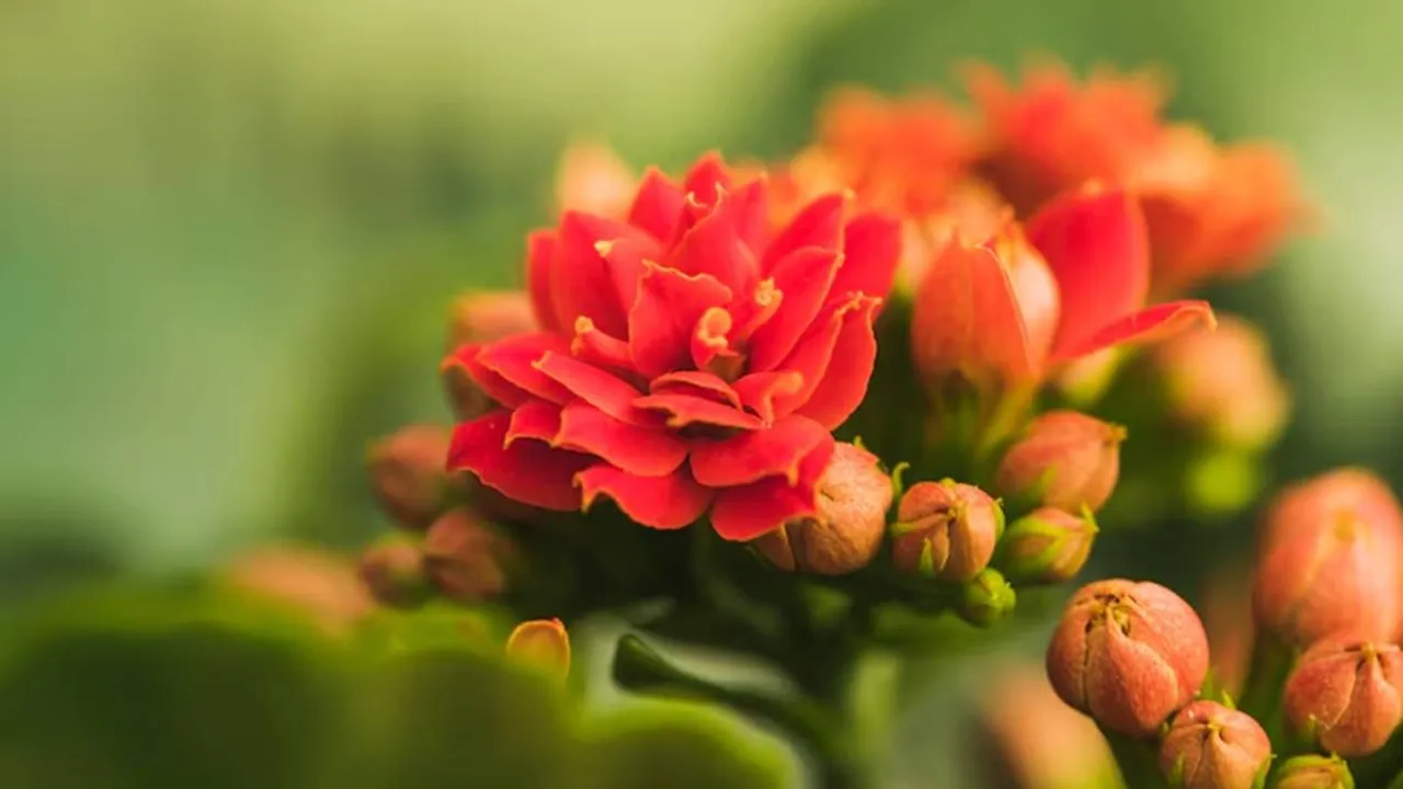 kerala flower