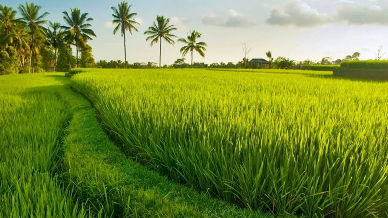 kerala paddy