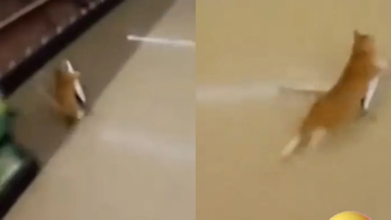 Cat Viral Funny Video