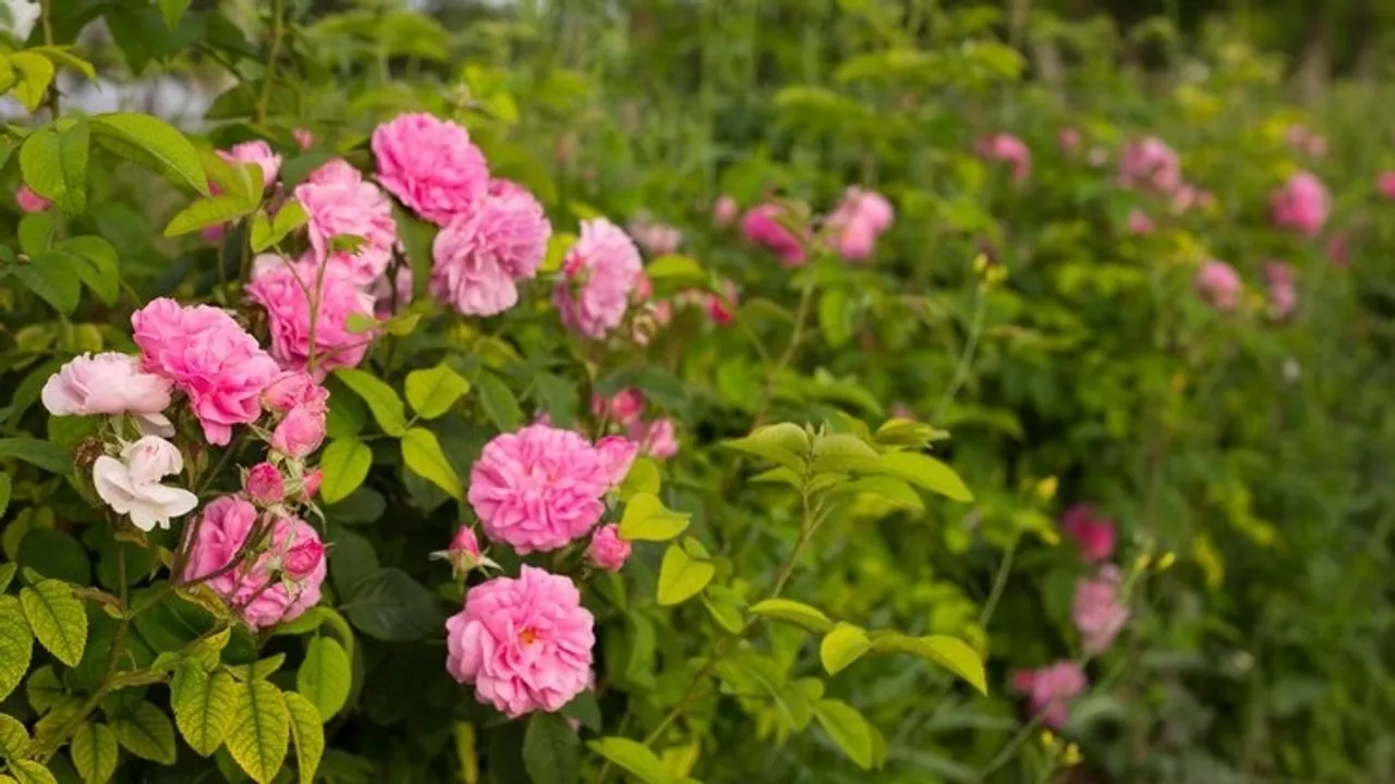Rose Plant Fertiliser 1