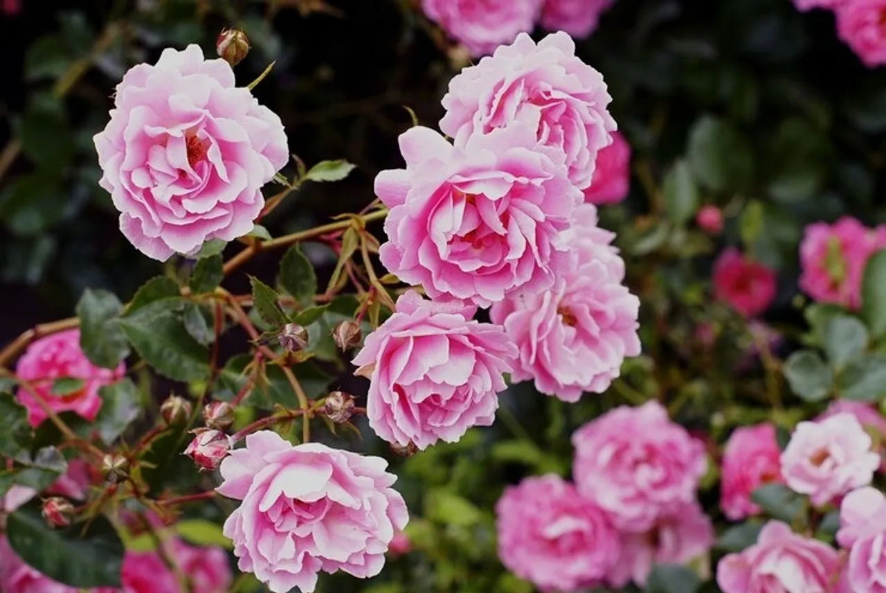 Rose Plant Fertiliser 2