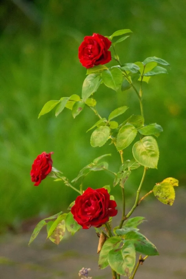 Rose Plant Fertiliser 3