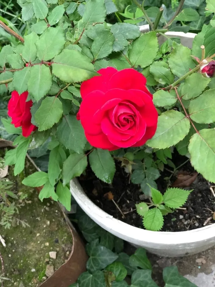 Rose Plant Fertiliser 4