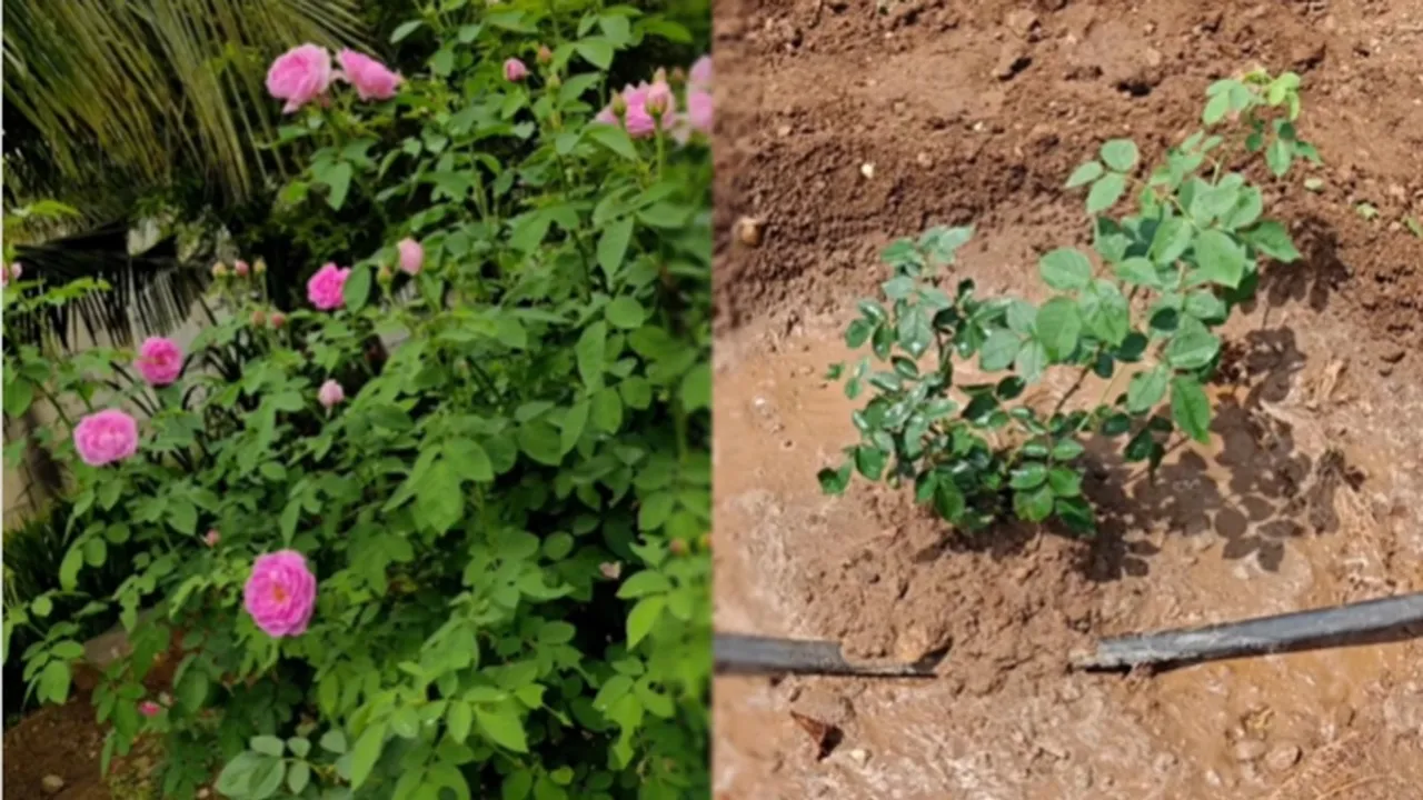 Rose Plant Fertiliser FI