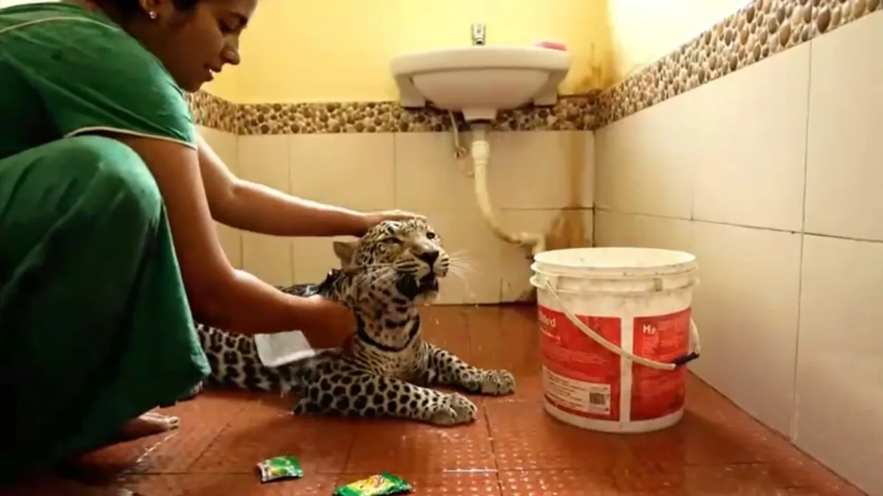 Kerala Leopard AI Video