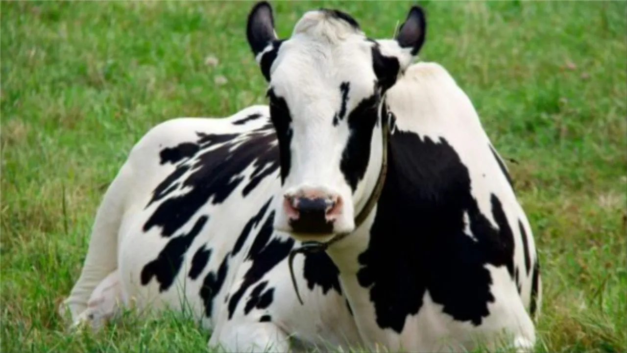 Cow Tourism