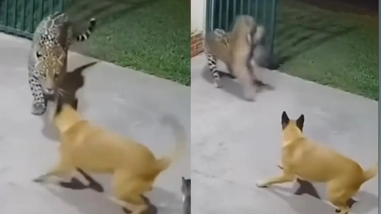 AI Viral Video of Cat
