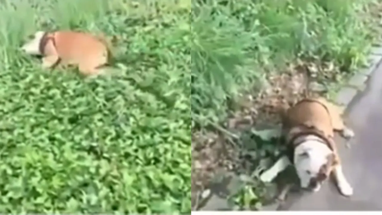dog funny viral video