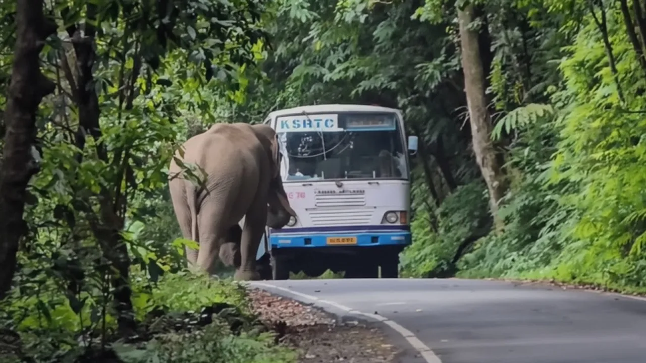 KSRTC Elephant