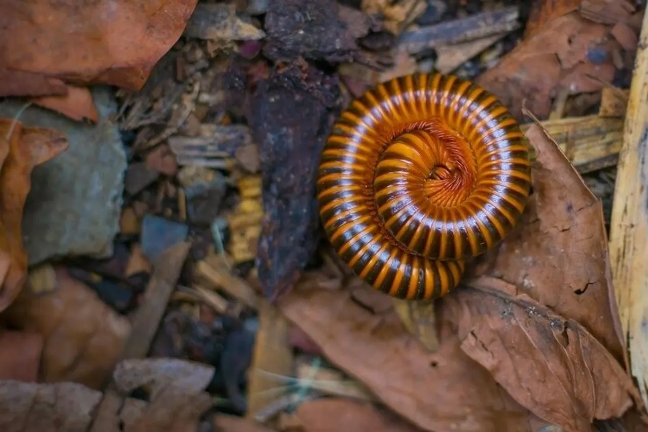 Prevent Leech 1