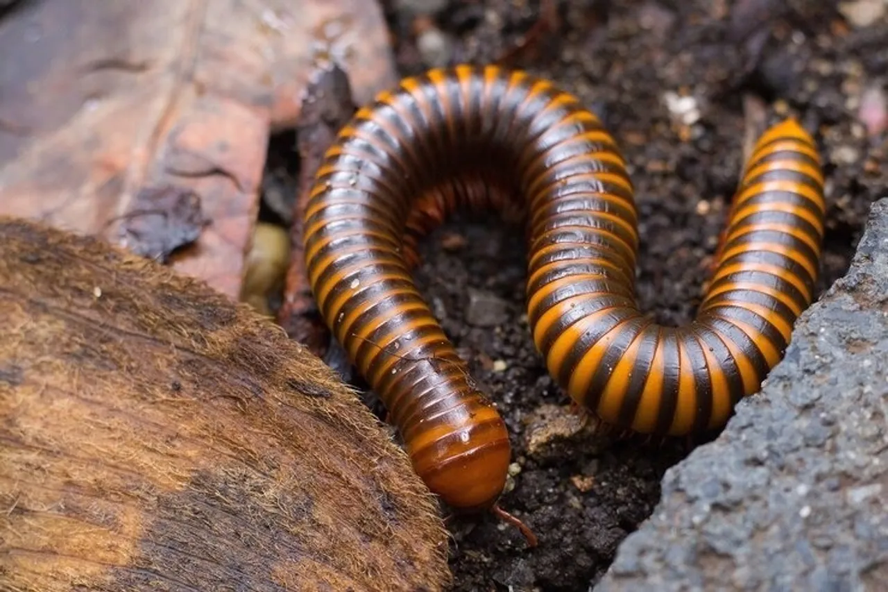 Prevent Leech 2