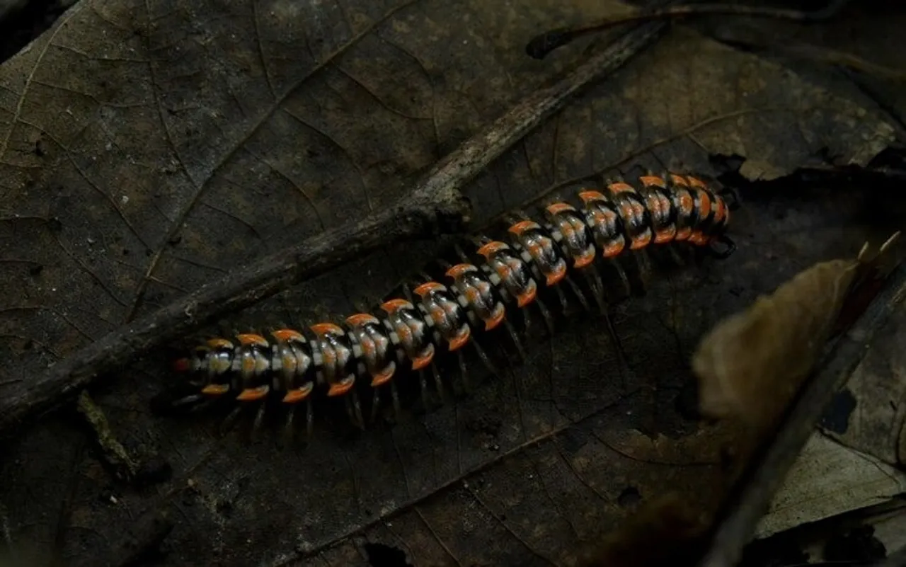 Prevent Leech 3