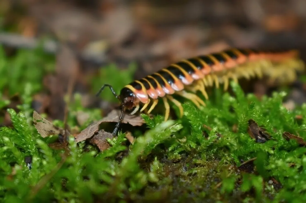 Prevent Leech 4