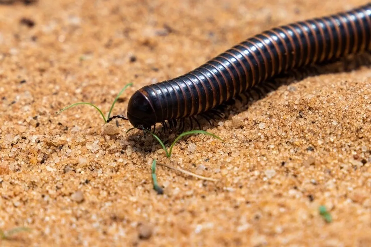 Prevent Leech 5