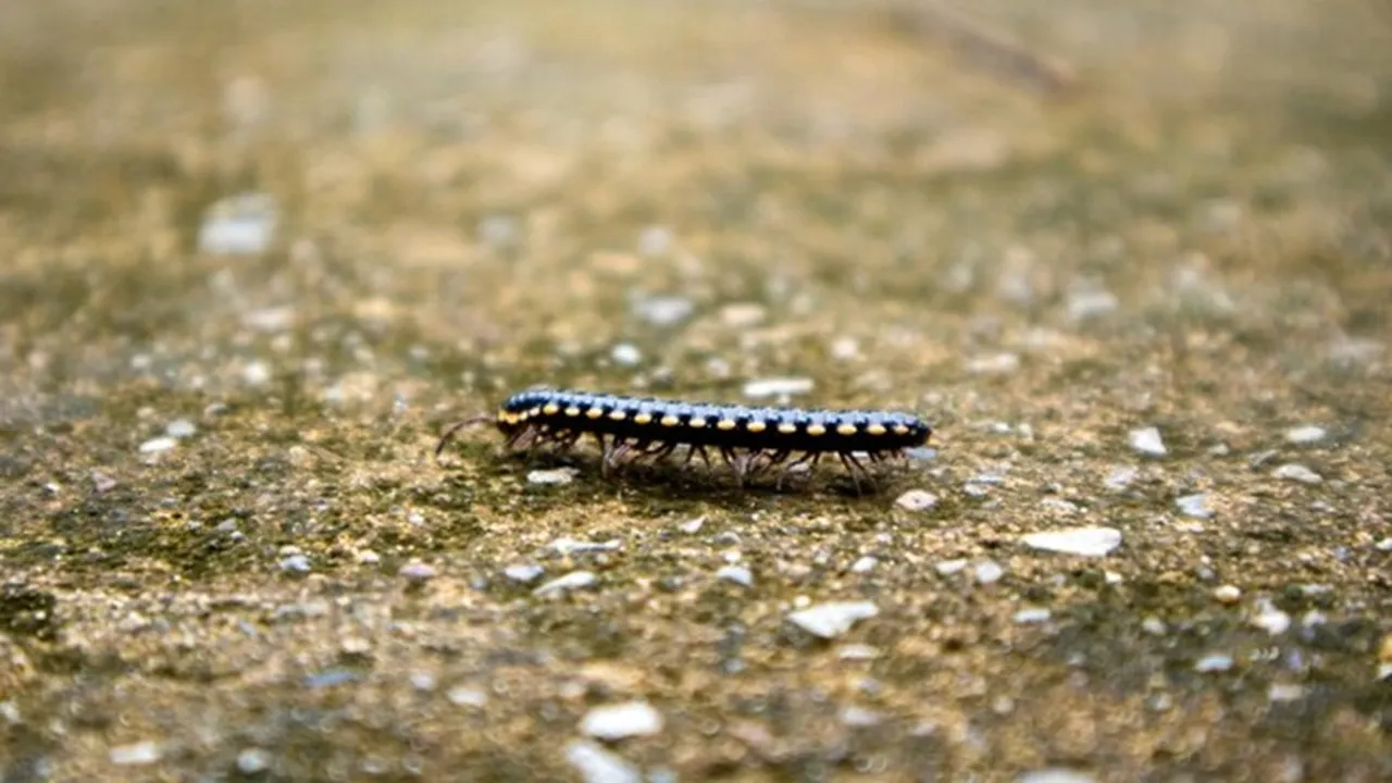Prevent Leech FI 1