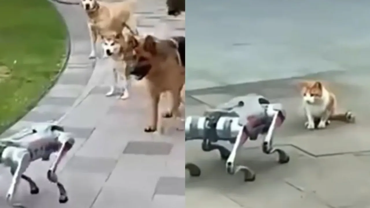 Cat Robot Viral Video
