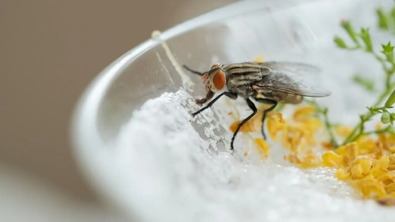 Get Rid Of Housefly FI