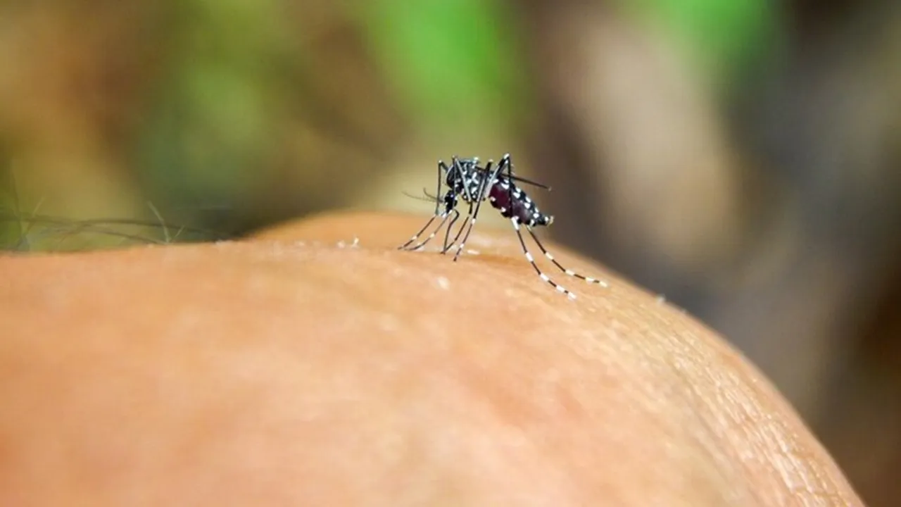 Prevent Mosquitoes FI