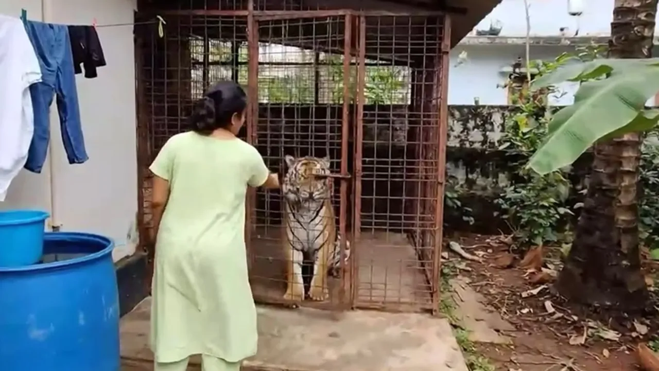 Tiger viral video