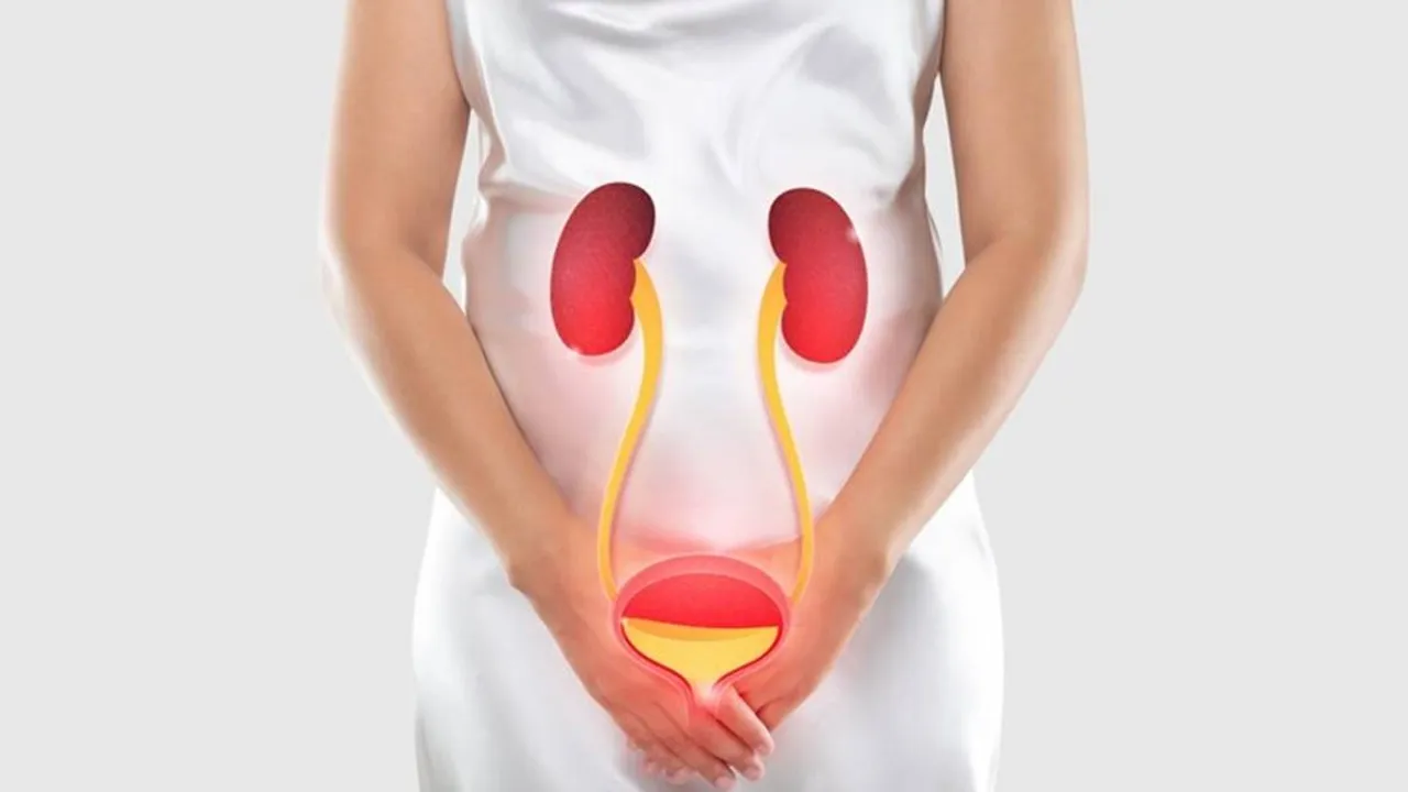 kidney urine bladder