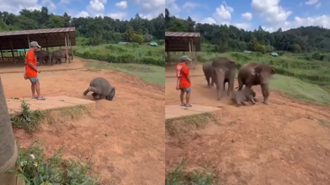 Elephant calf falling video