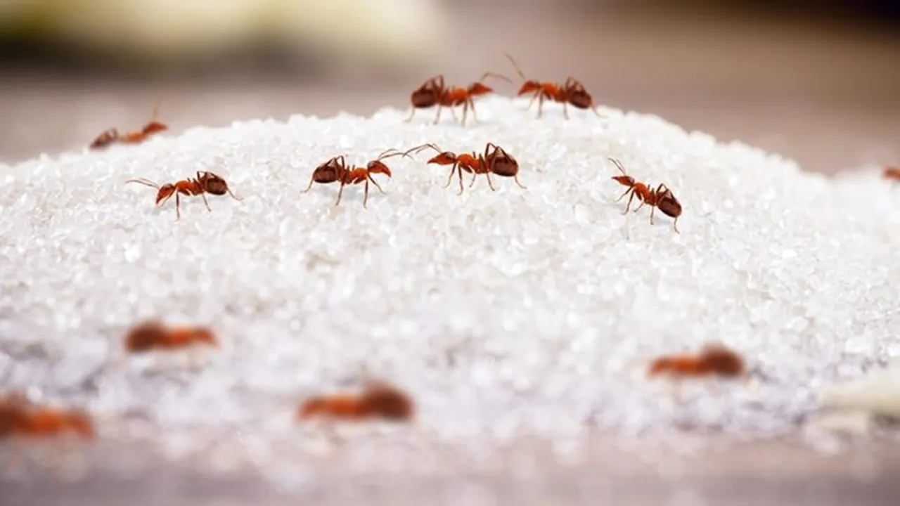 Get Rid Of Ants