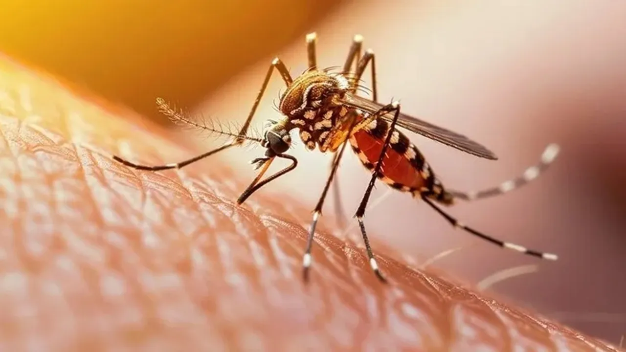 Get Rid Of Mosquitoes FI