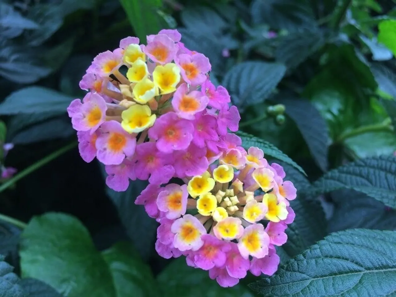 Lantana Plants 1