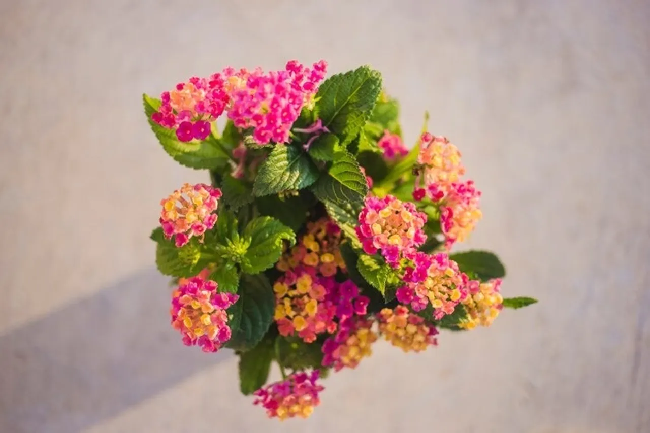 Lantana Plants  2