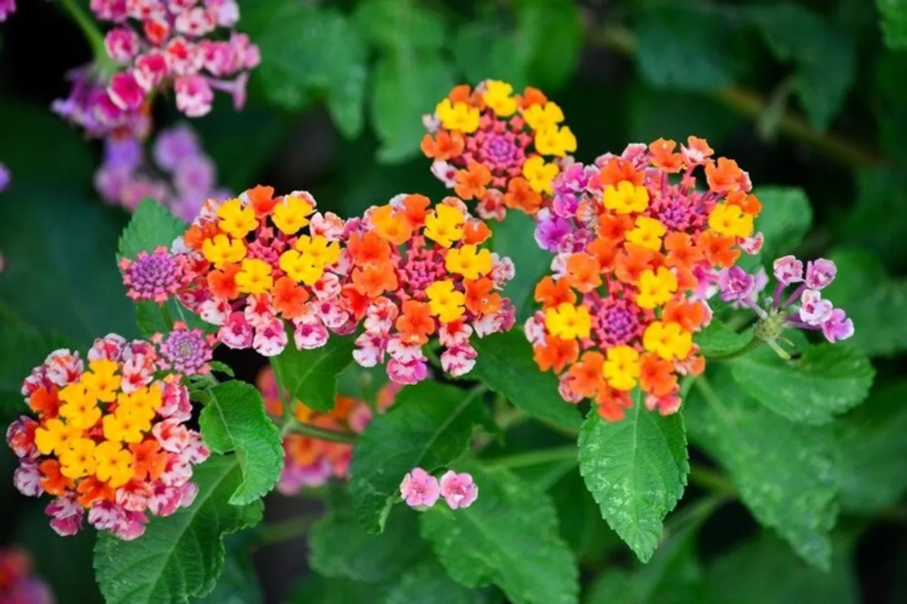 Lantana Plants  3