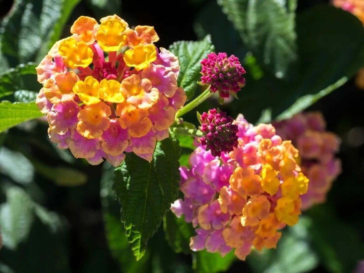 Lantana Plants  4