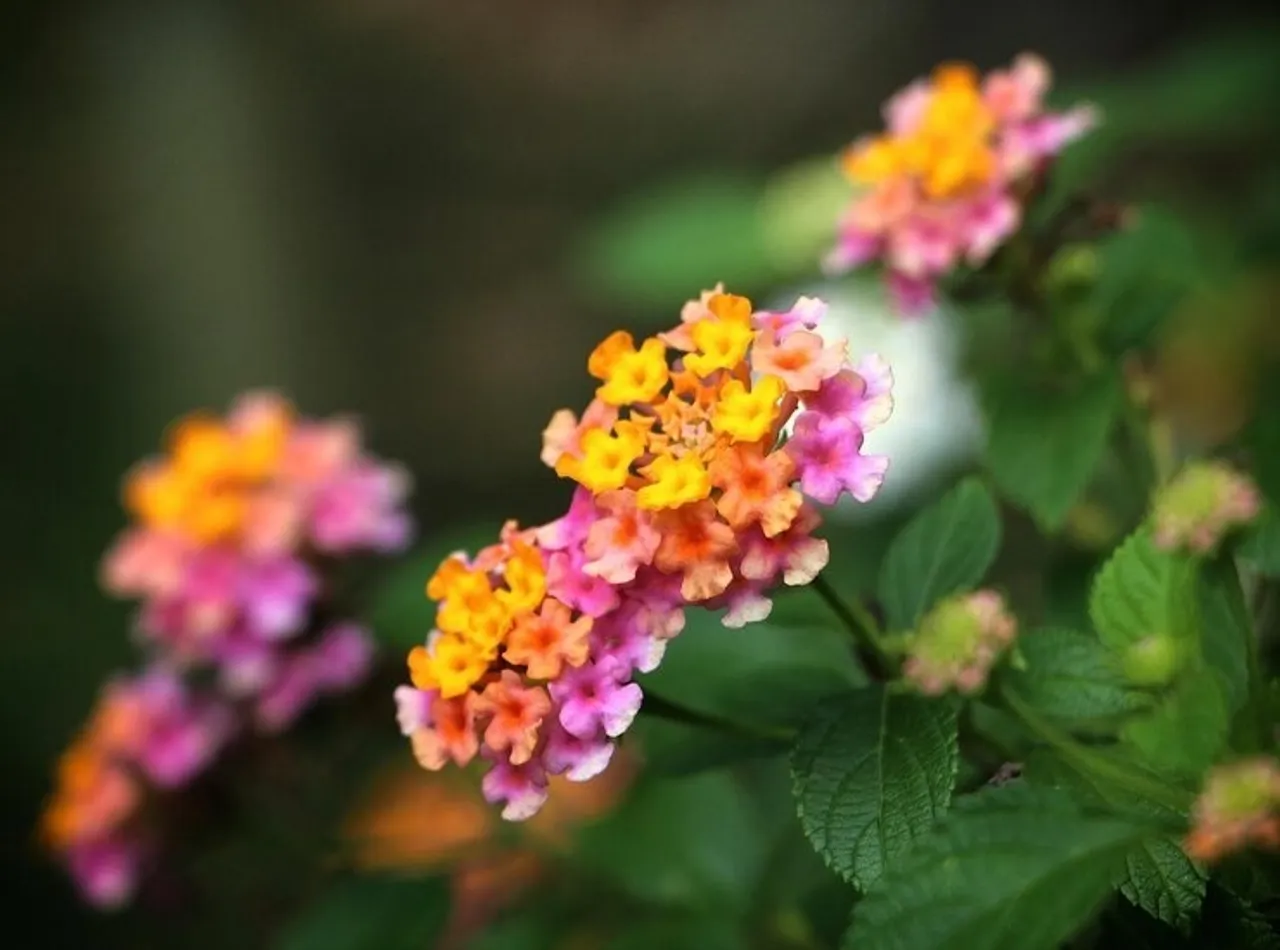 Lantana Plants  5