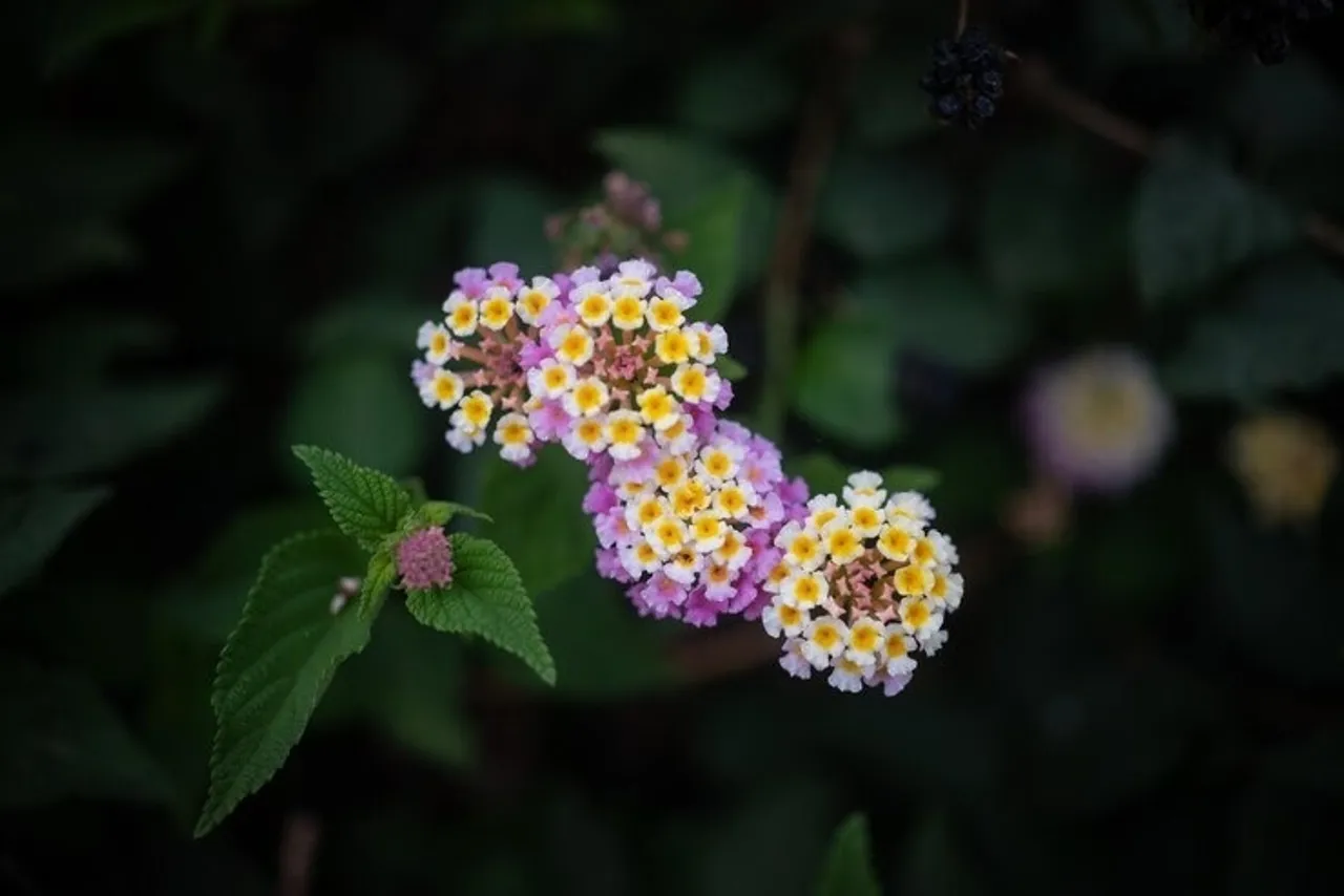 Lantana Plants  6