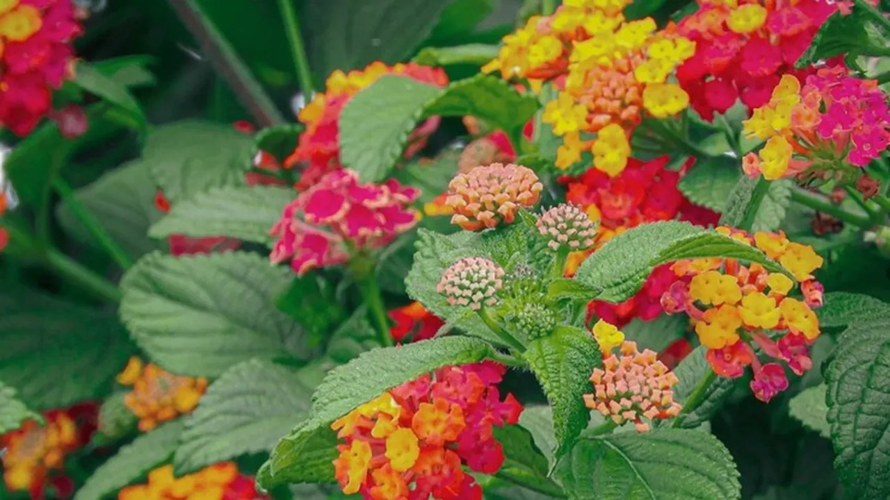 Lantana Plants FI
